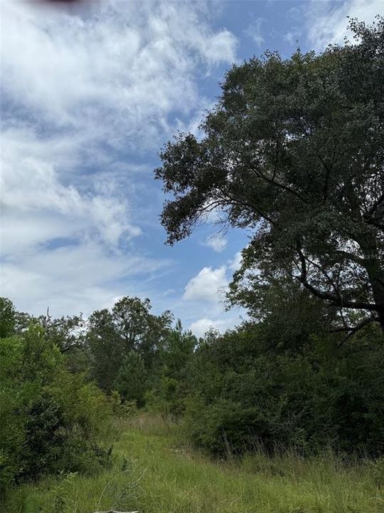 For Sale: $185,000 (34.50 acres)