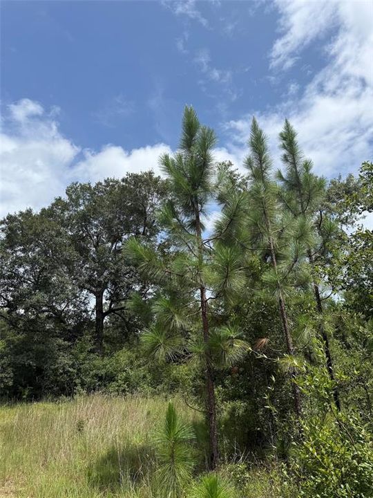 For Sale: $185,000 (34.50 acres)