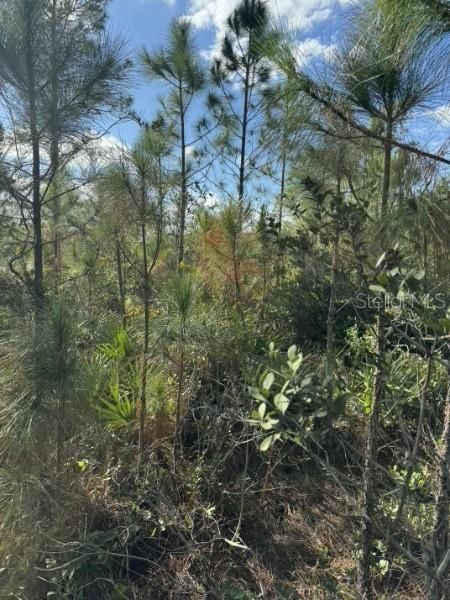 For Sale: $15,000 (1.25 acres)