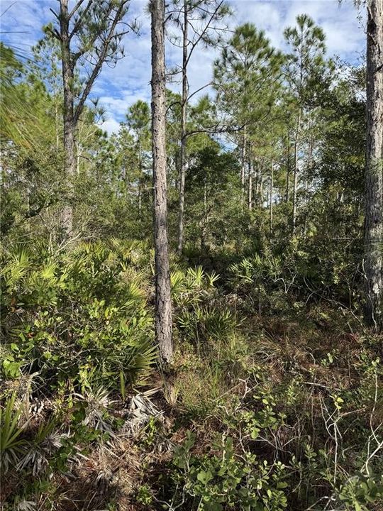 For Sale: $15,000 (1.25 acres)