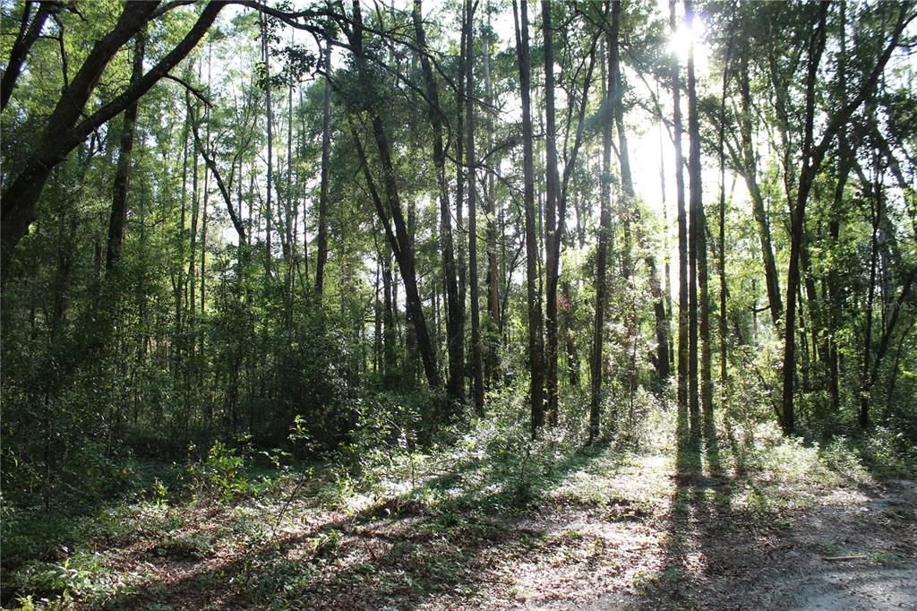 待售: $268,000 (10.00 acres)