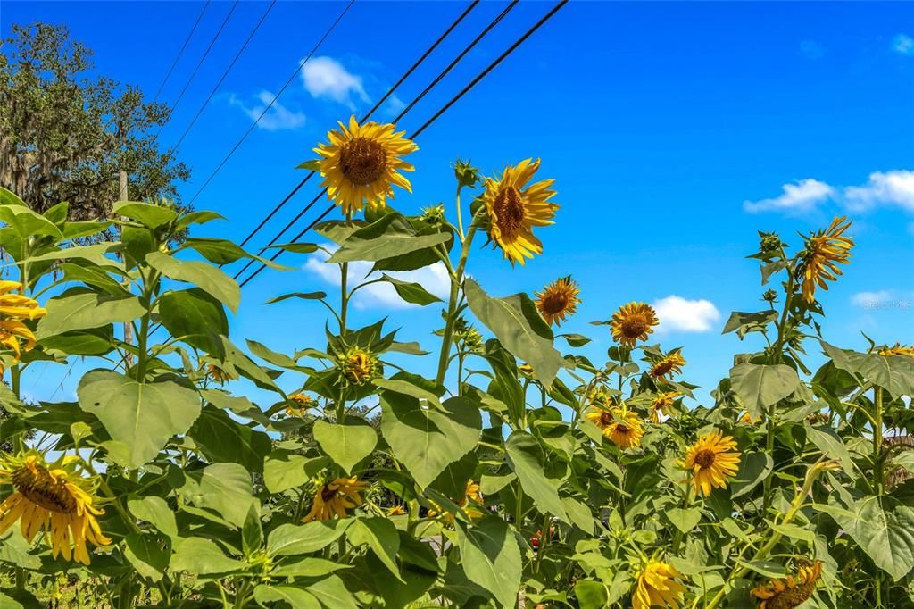 На продажу: $499,000 (3 спален, 2 ванн, 1456 Квадратных фут)