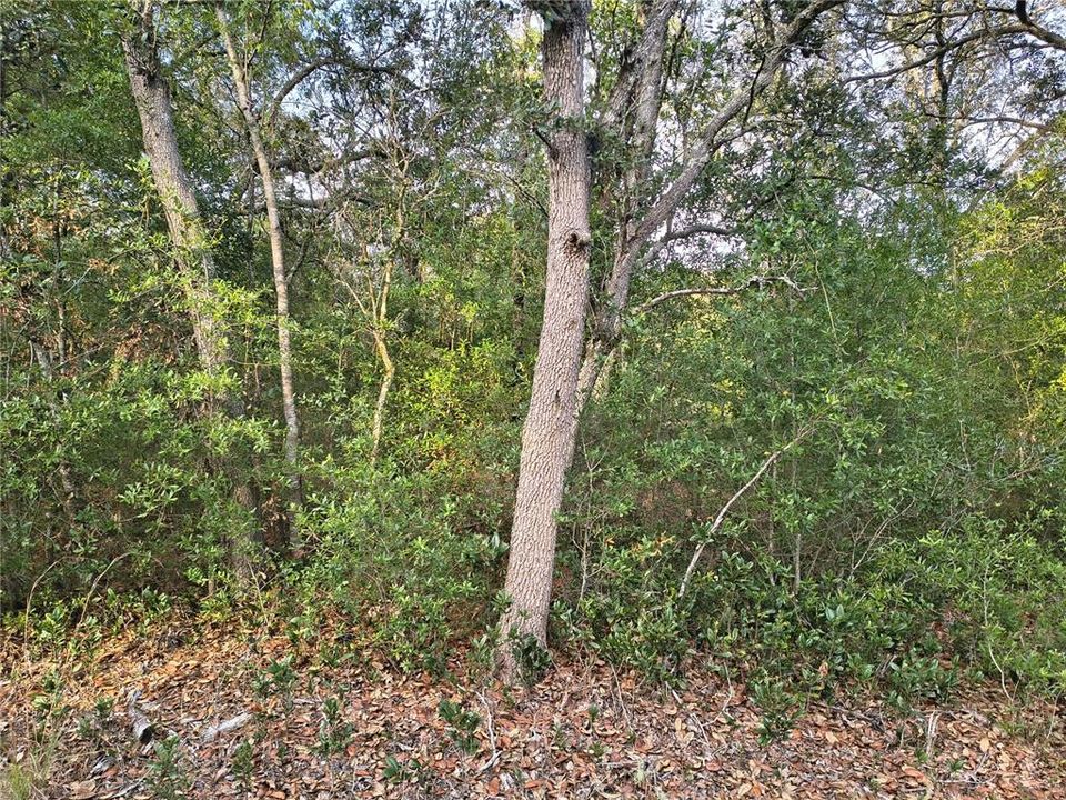 На продажу: $27,000 (1.25 acres)