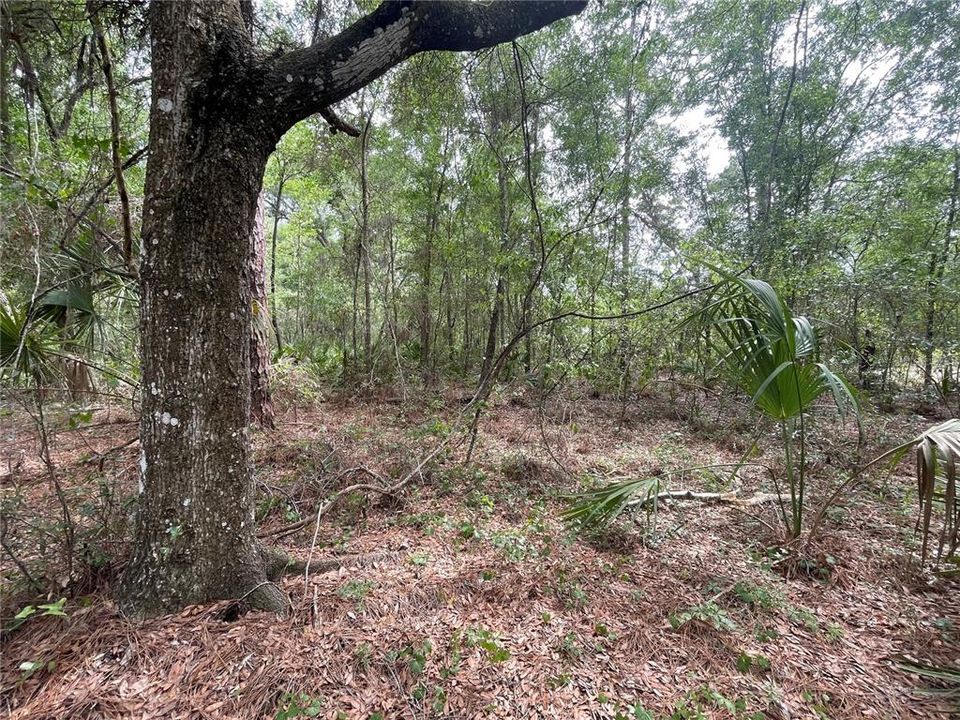 На продажу: $27,700 (0.50 acres)