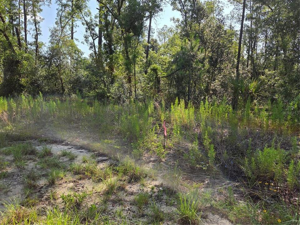 For Sale: $25,900 (1.00 acres)