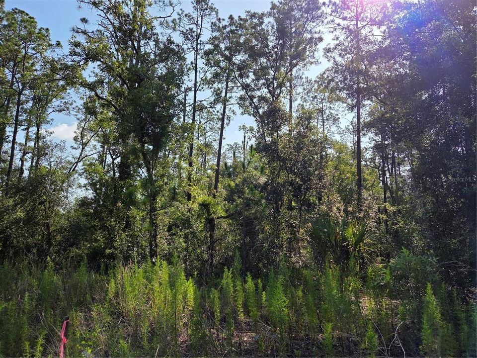 For Sale: $25,900 (1.00 acres)