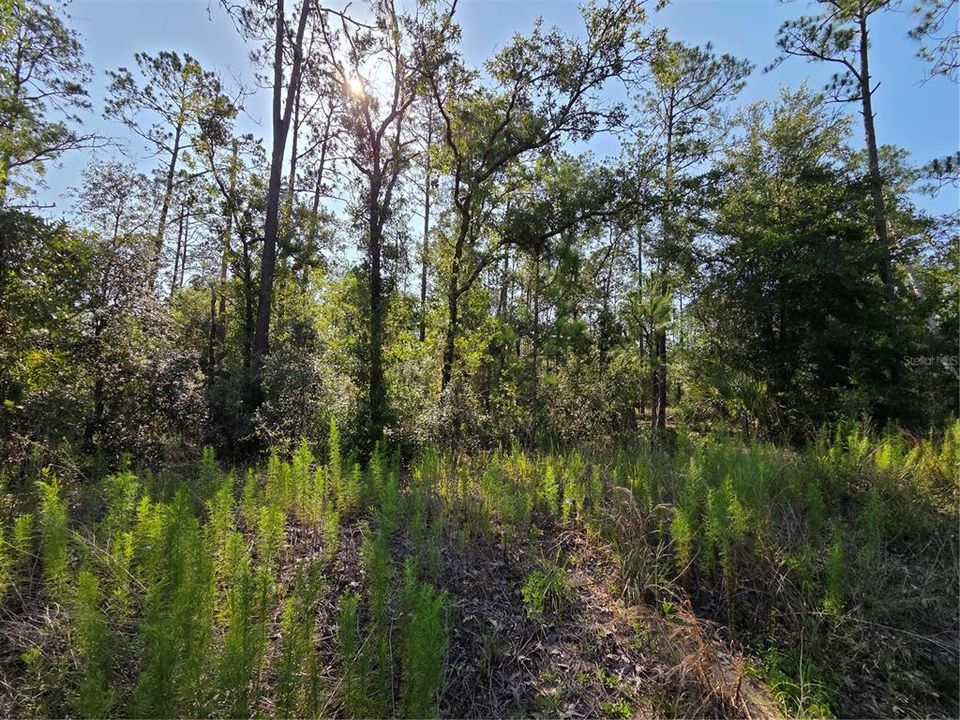 For Sale: $25,900 (1.00 acres)