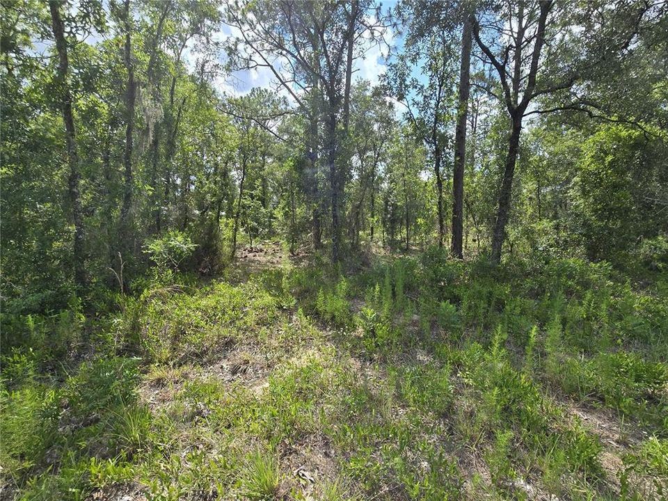 For Sale: $30,500 (1.00 acres)