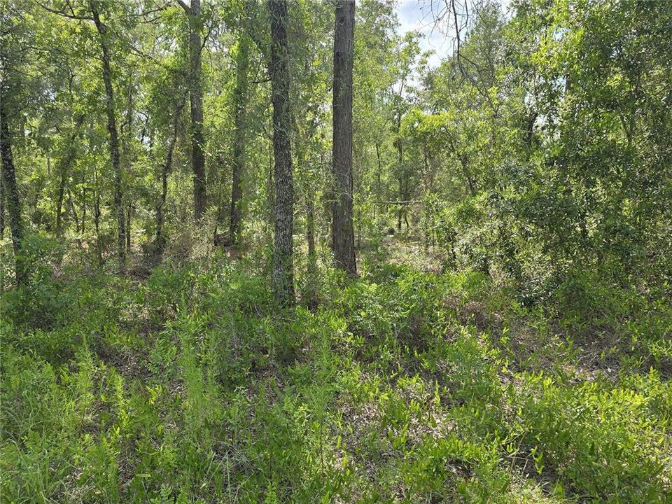 For Sale: $30,500 (1.00 acres)