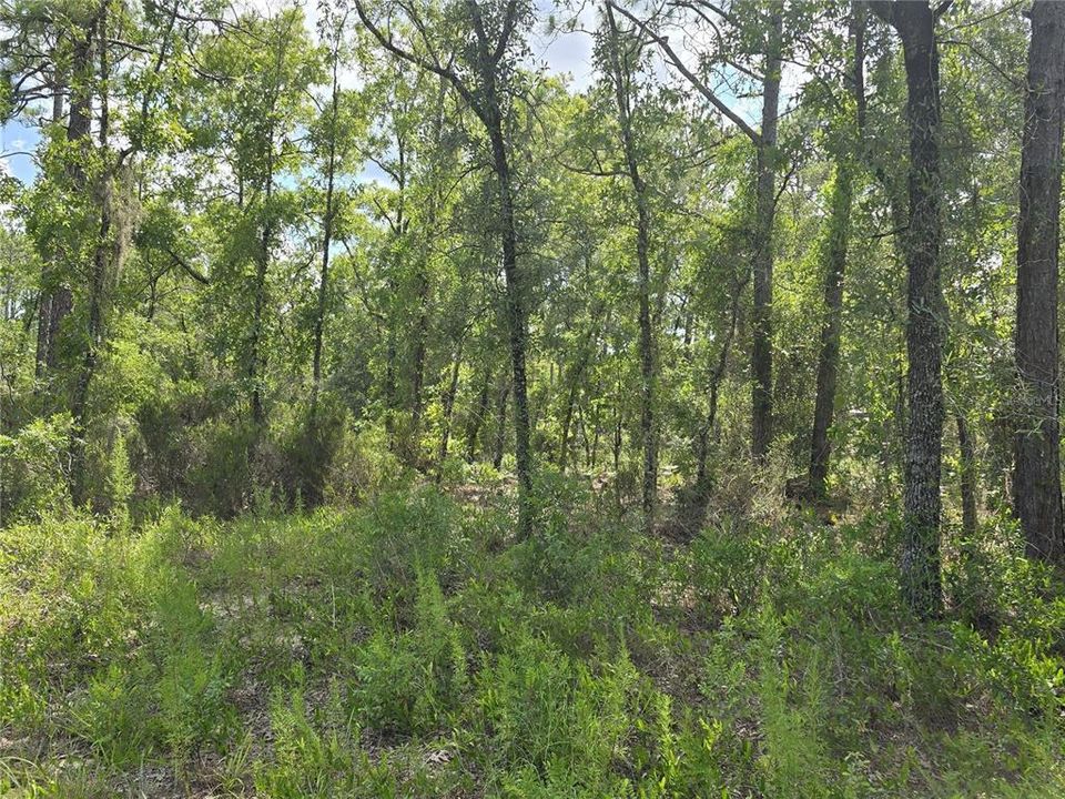 For Sale: $30,500 (1.00 acres)