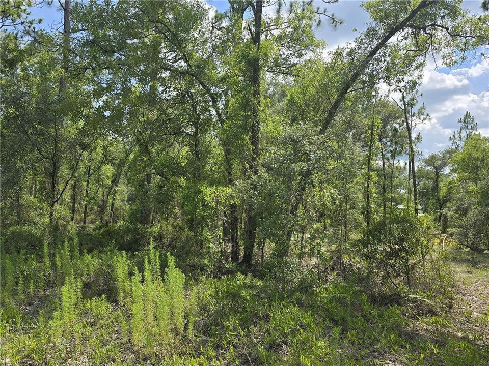For Sale: $30,500 (1.00 acres)