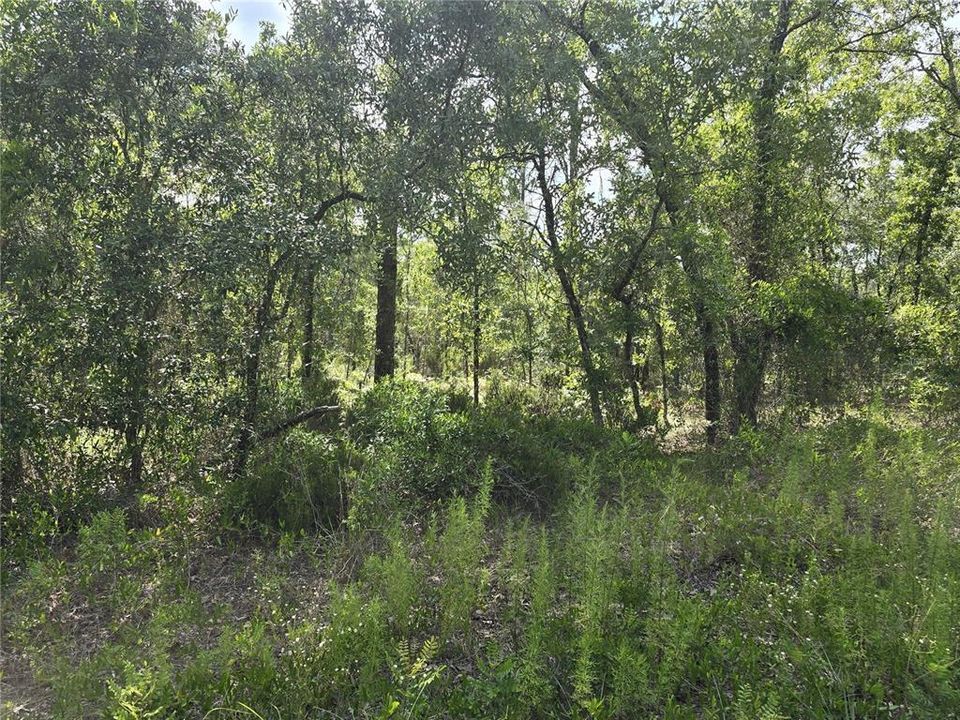 For Sale: $30,500 (1.00 acres)