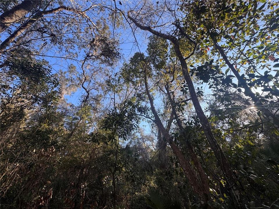 For Sale: $49,900 (0.45 acres)