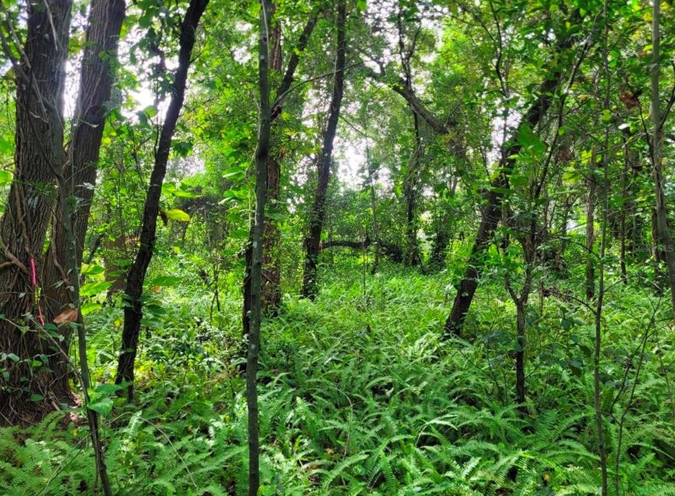 For Sale: $399,900 (1.37 acres)
