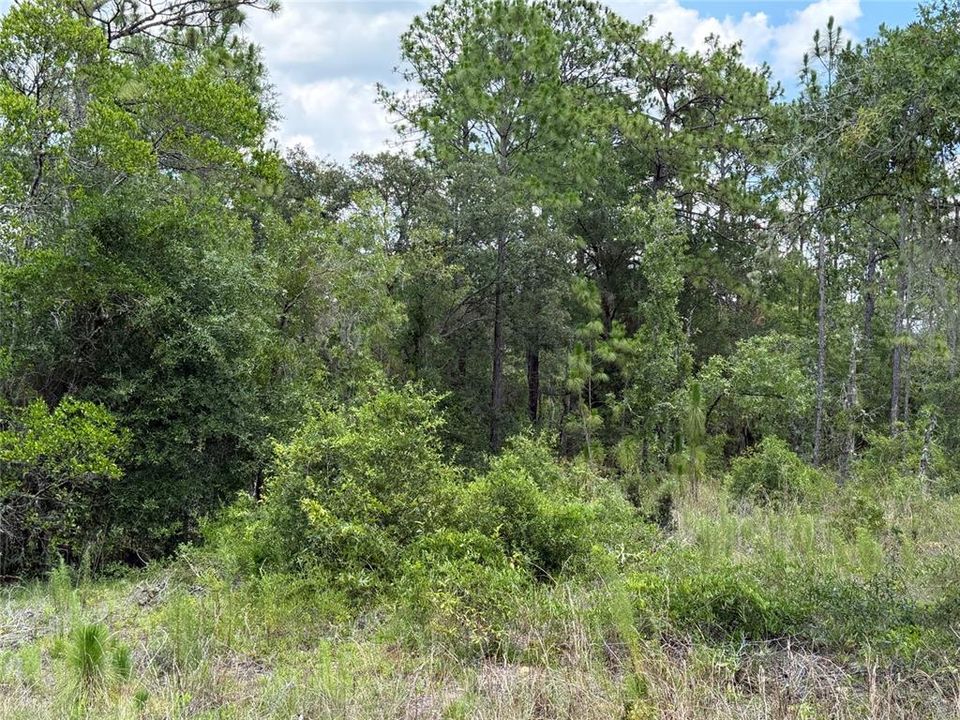 For Sale: $15,000 (0.23 acres)