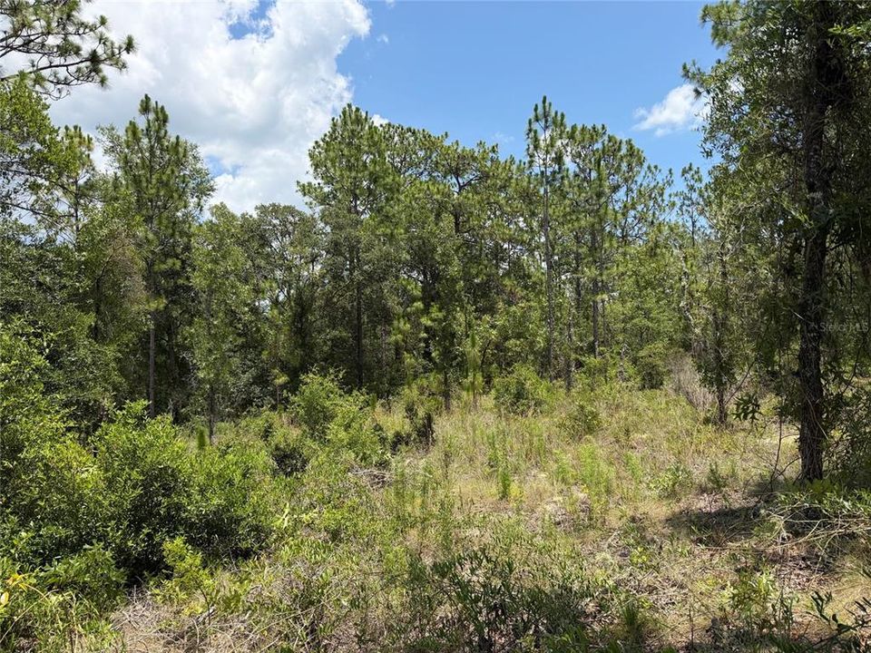 For Sale: $15,000 (0.23 acres)
