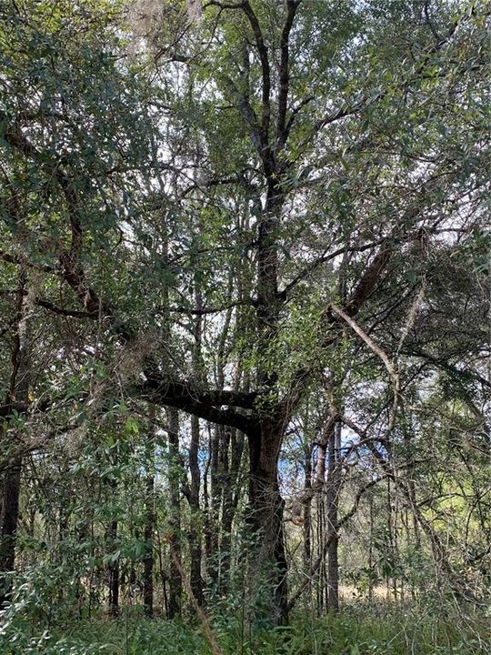 For Sale: $40,000 (1.84 acres)