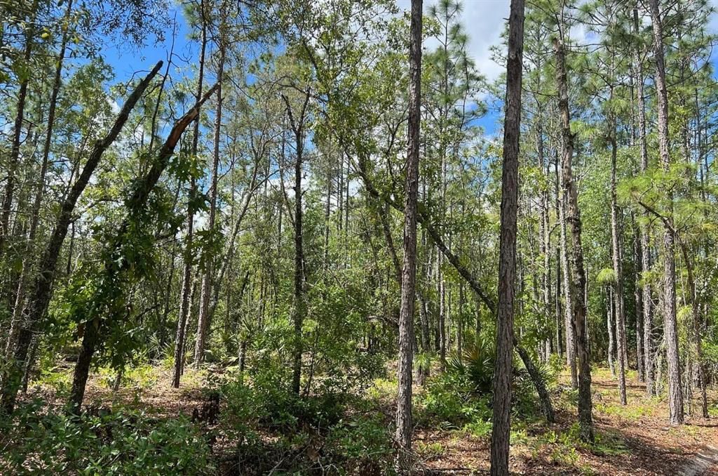 En Venta: $199,900 (10.00 acres)
