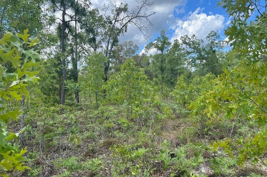 En Venta: $199,900 (10.00 acres)