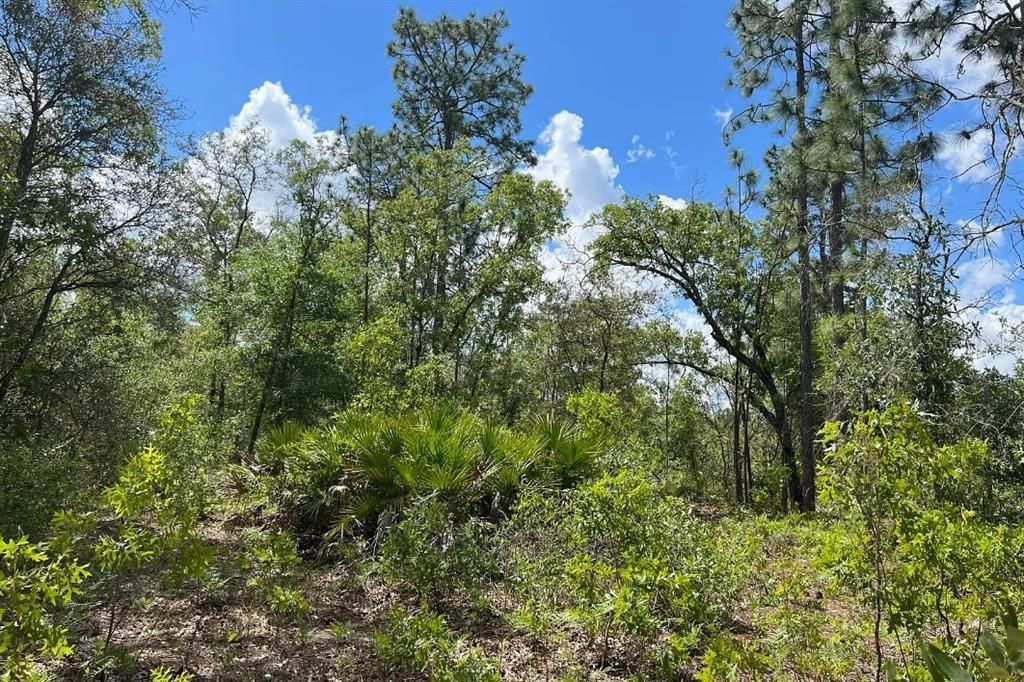 En Venta: $199,900 (10.00 acres)