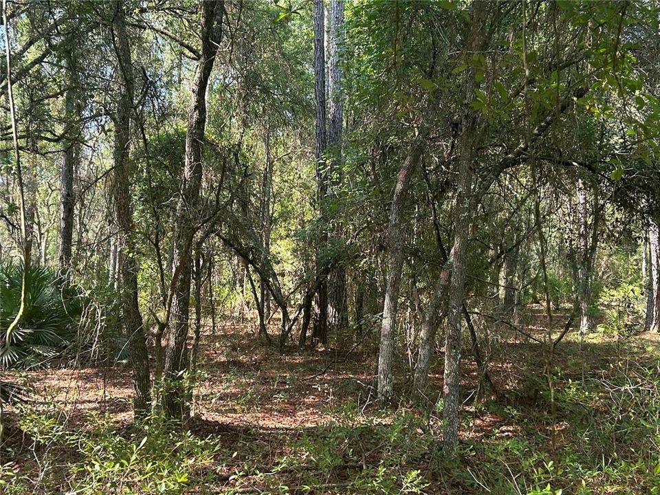 For Sale: $125,000 (15.05 acres)