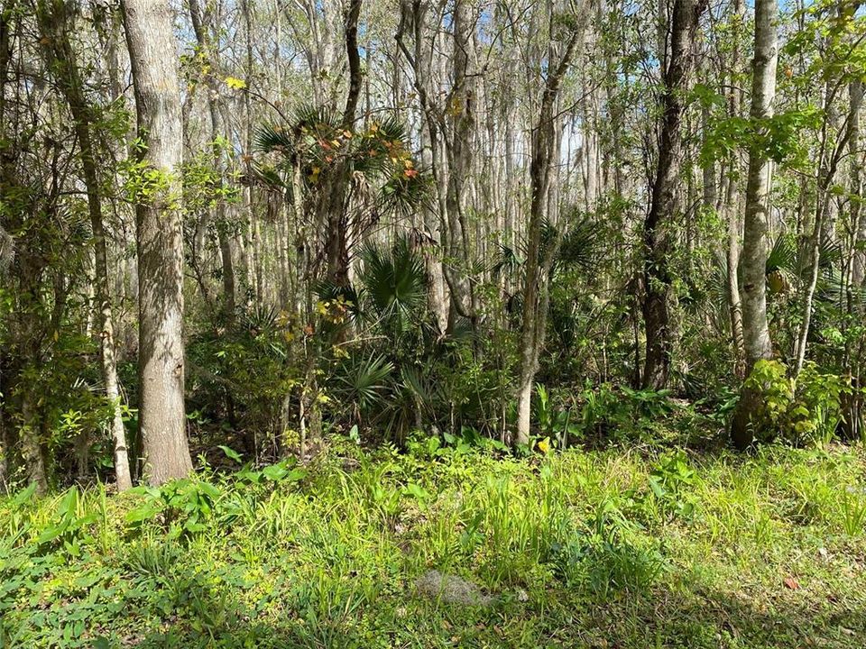 For Sale: $125,000 (15.05 acres)