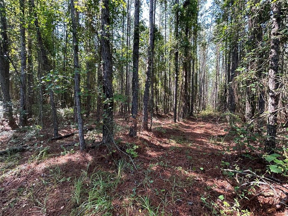For Sale: $125,000 (15.05 acres)