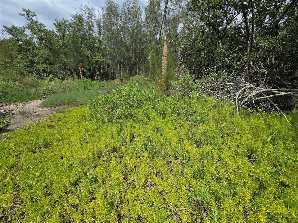 For Sale: $199,000 (2.50 acres)