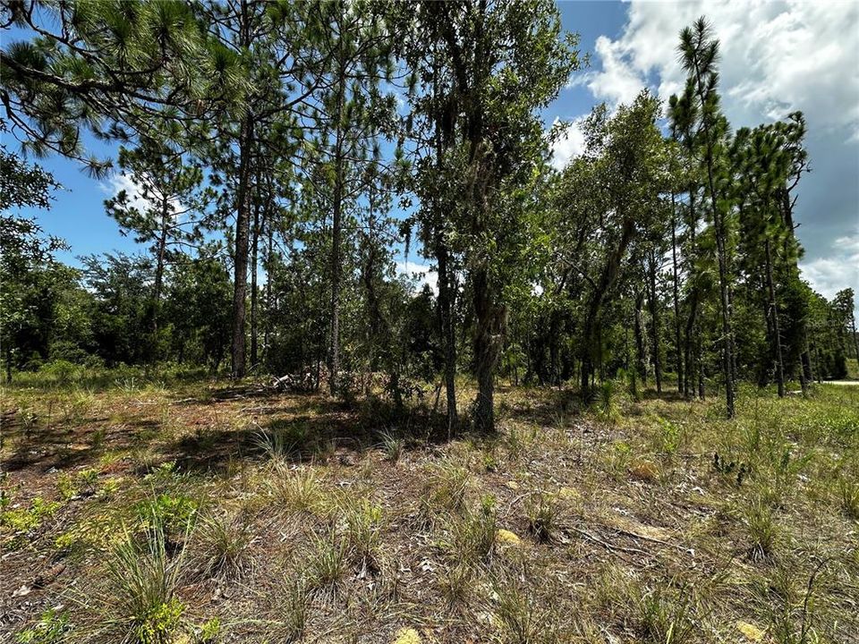 На продажу: $34,500 (1.25 acres)