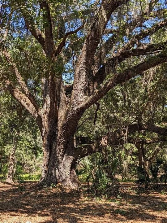 На продажу: $240,000 (20.00 acres)