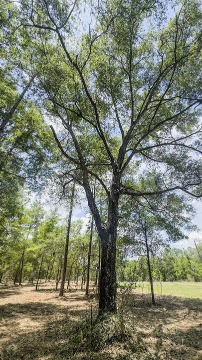 Под контрактом: $395,000 (30.00 acres)