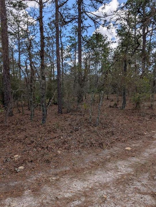 На продажу: $99,000 (2.30 acres)
