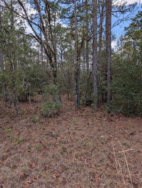 На продажу: $99,000 (2.30 acres)