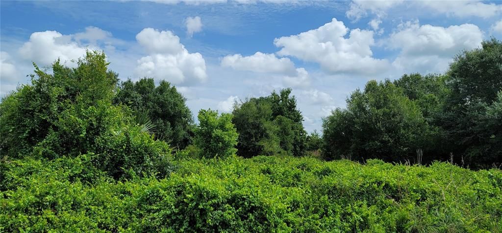 En Venta: $32,500 (1.25 acres)
