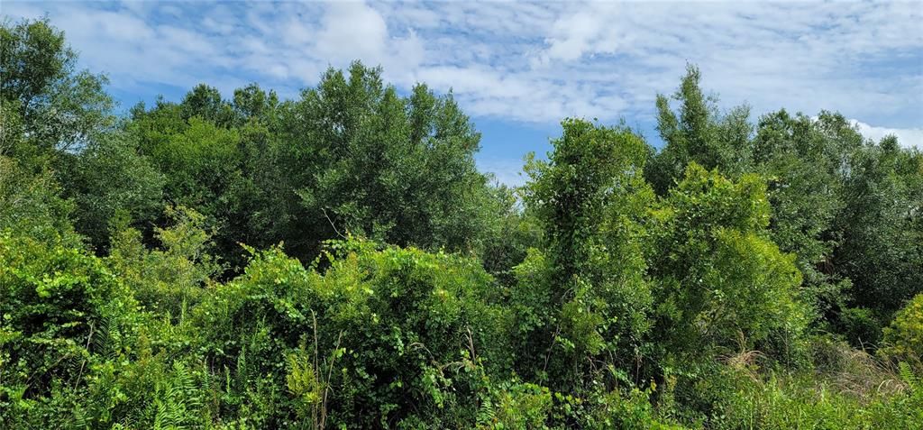 En Venta: $32,500 (1.25 acres)