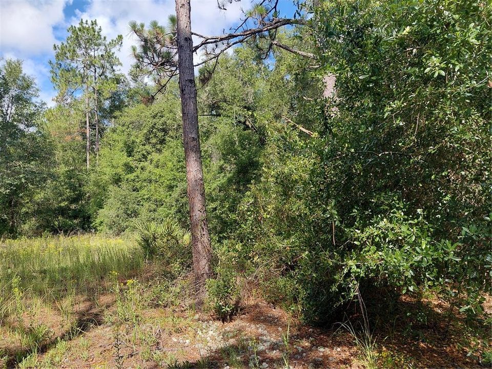 En Venta: $49,000 (1.19 acres)