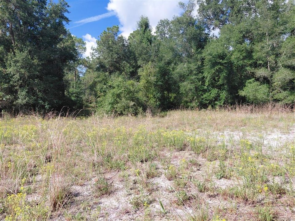 En Venta: $49,000 (1.19 acres)