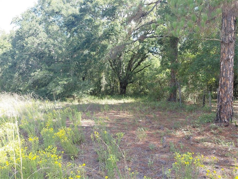 En Venta: $49,000 (1.19 acres)