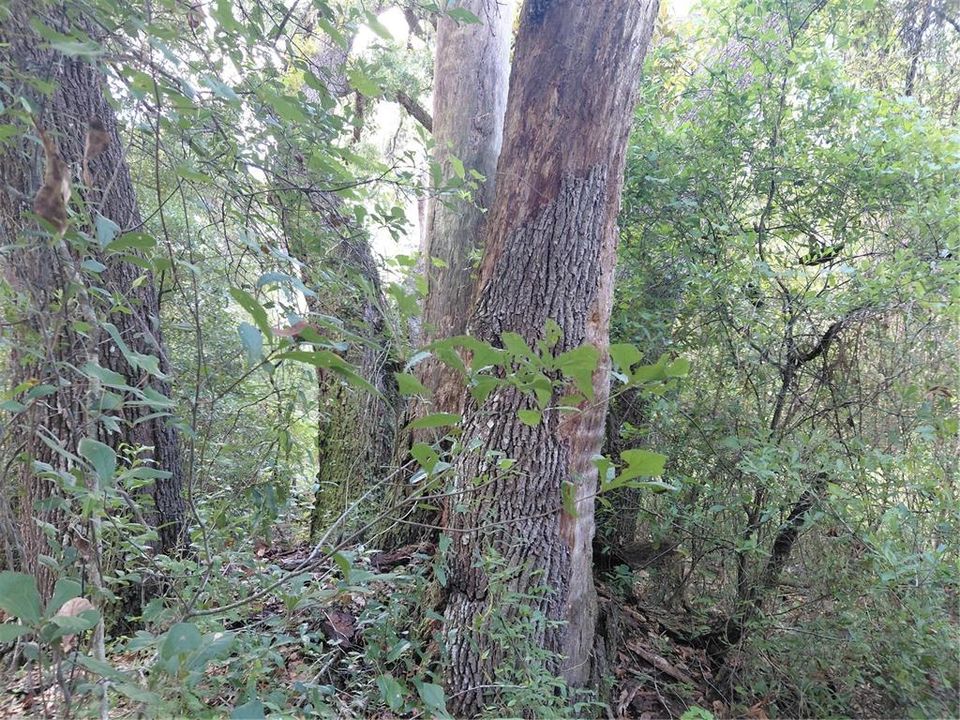 En Venta: $49,000 (1.19 acres)