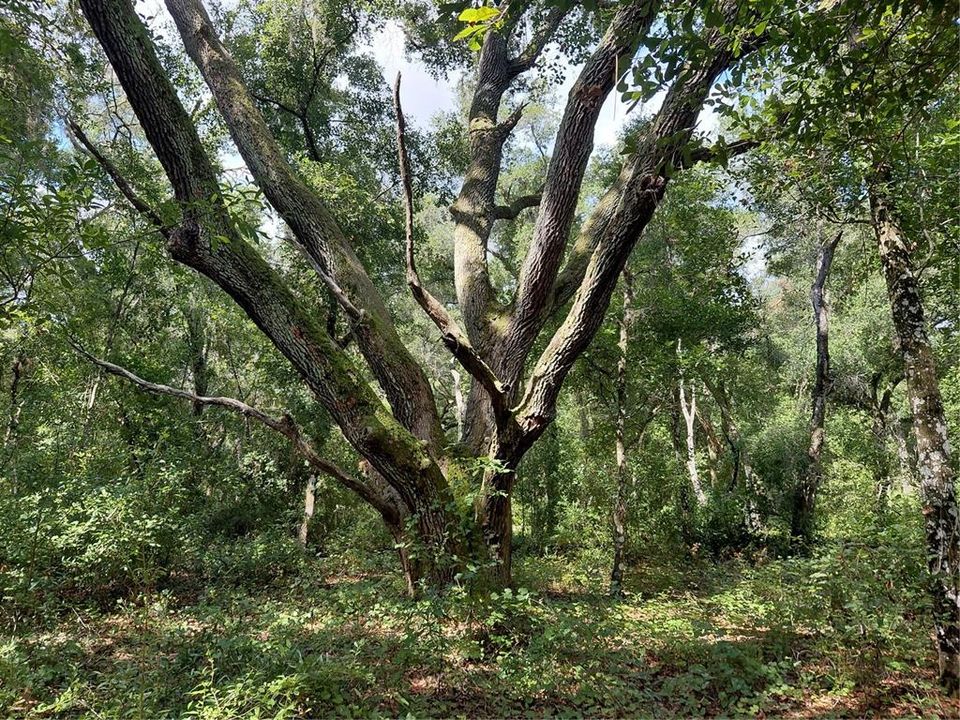 En Venta: $49,000 (1.19 acres)
