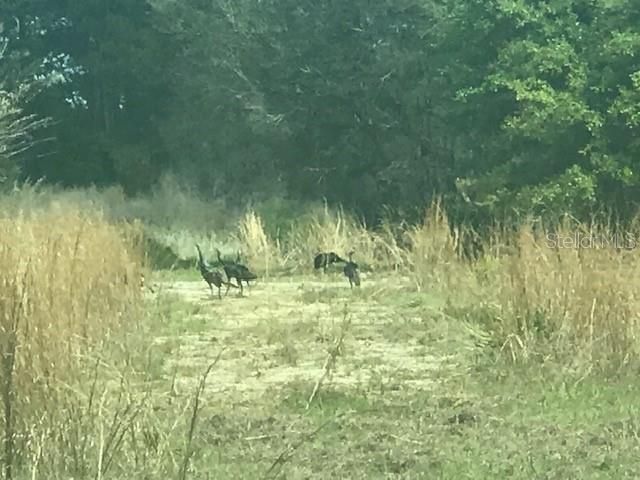 На продажу: $245,000 (25.00 acres)