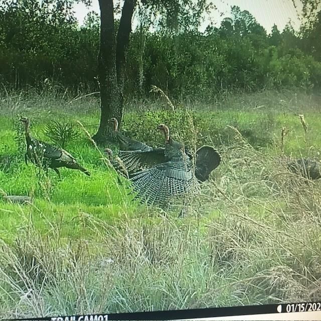 На продажу: $245,000 (25.00 acres)