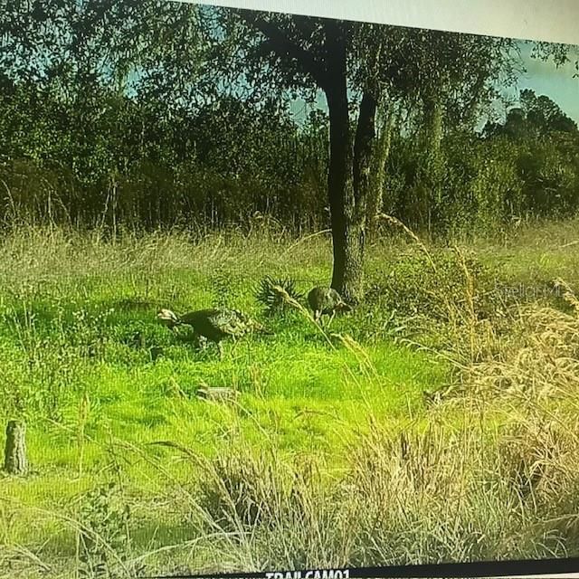 На продажу: $245,000 (25.00 acres)