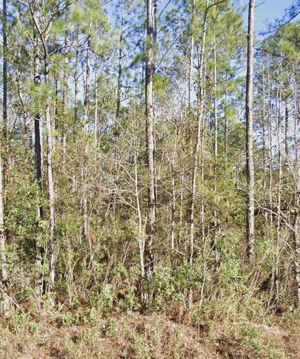 For Sale: $24,500 (0.90 acres)
