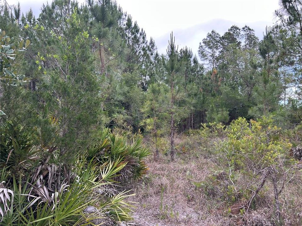For Sale: $175,000 (10.46 acres)
