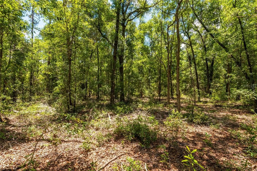 For Sale: $115,000 (5.01 acres)