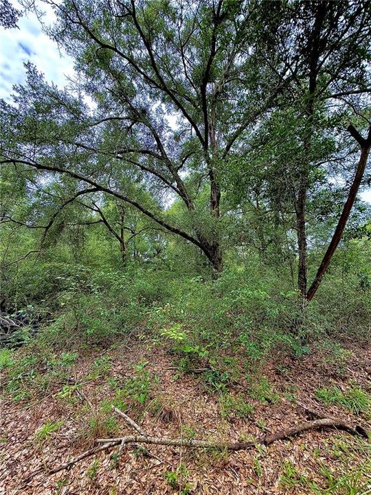На продажу: $50,000 (1.25 acres)