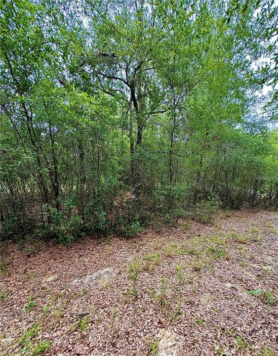 На продажу: $50,000 (1.25 acres)