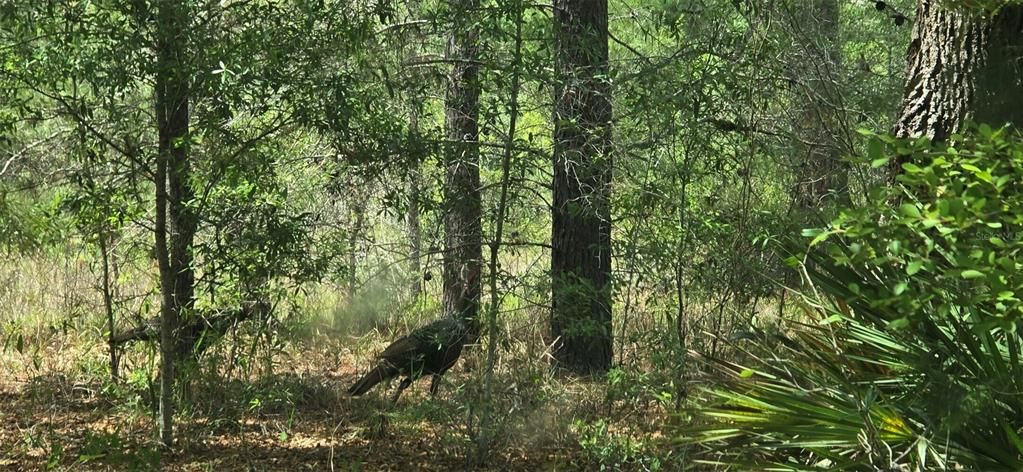 На продажу: $1,870,000 (40.41 acres)