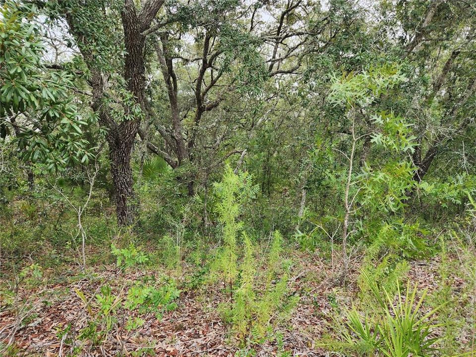 Active With Contract: $25,900 (0.52 acres)